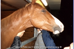 2013- Palio